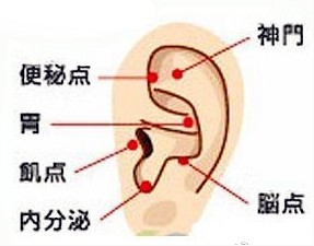 耳朵穴位图