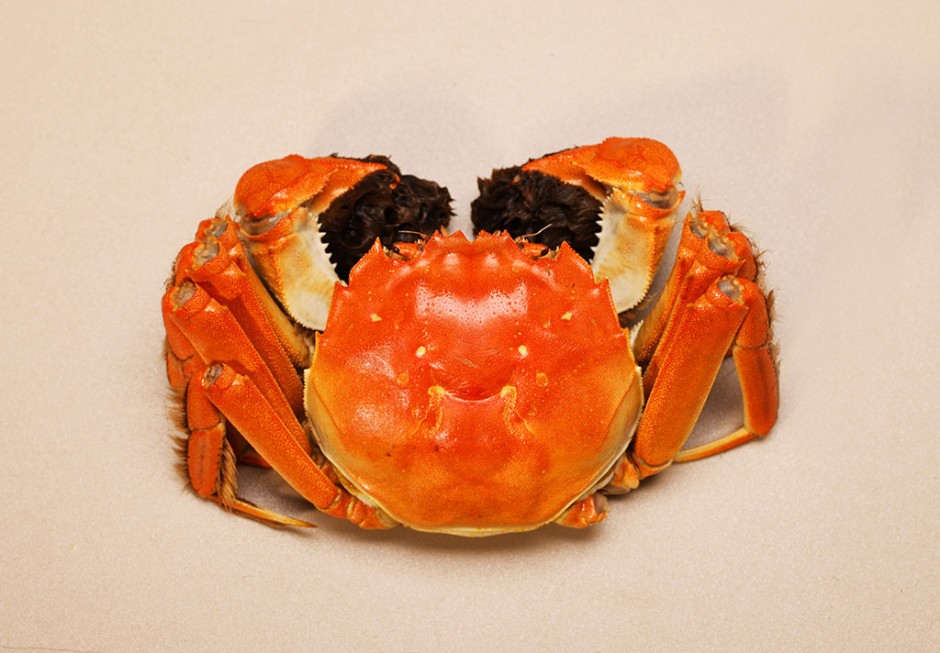 吃螃蟹过敏怎么办 不能吃螃蟹的人群有哪些